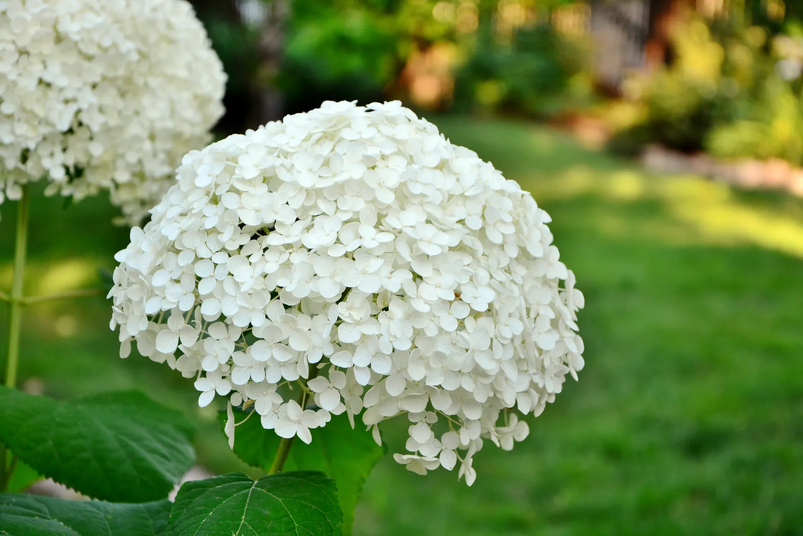 Vidjehortensia 'Annabelle' - bild 7