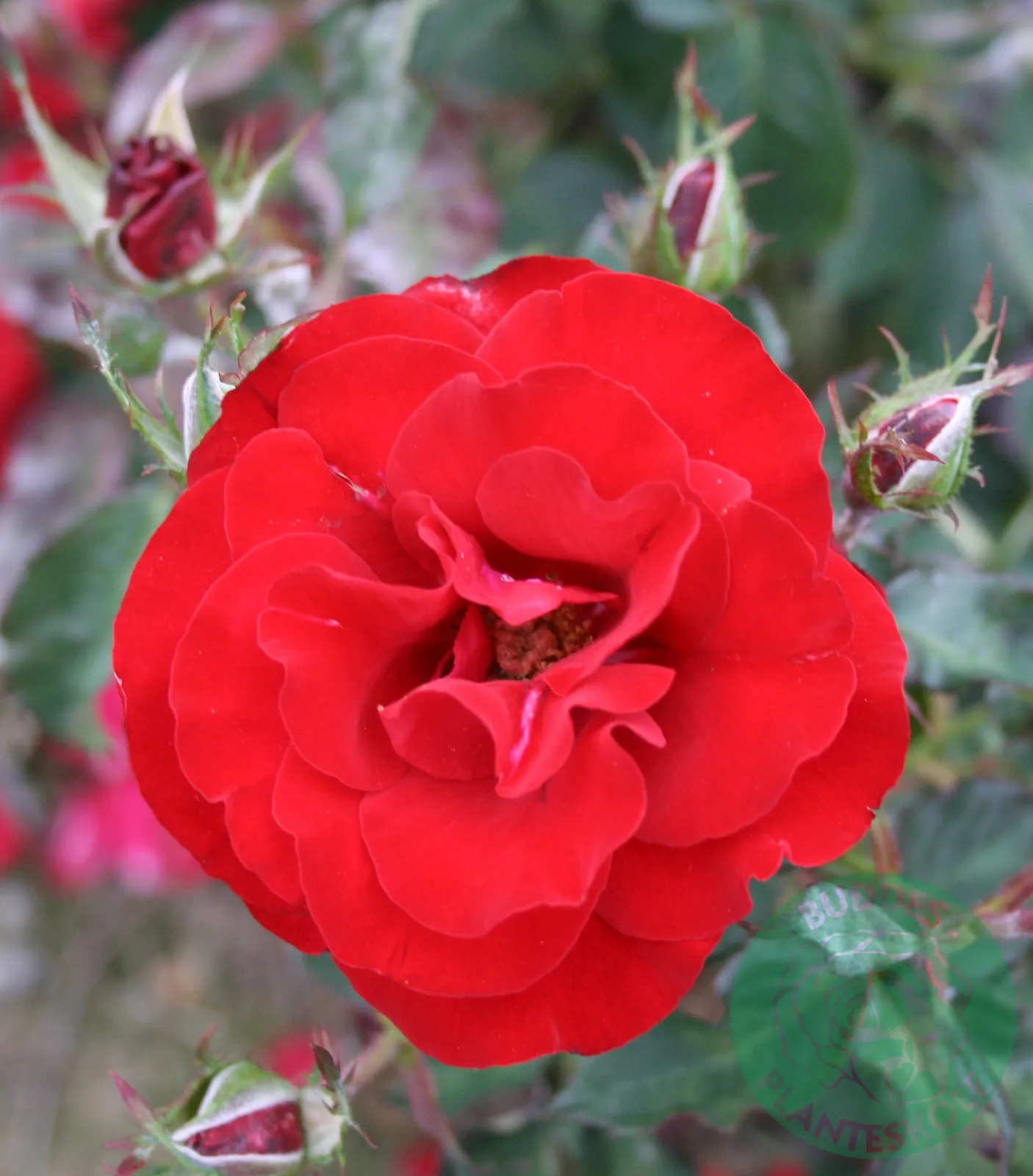 Floribundaros H. C. ANDERSEN ('Poulander') - bild 2