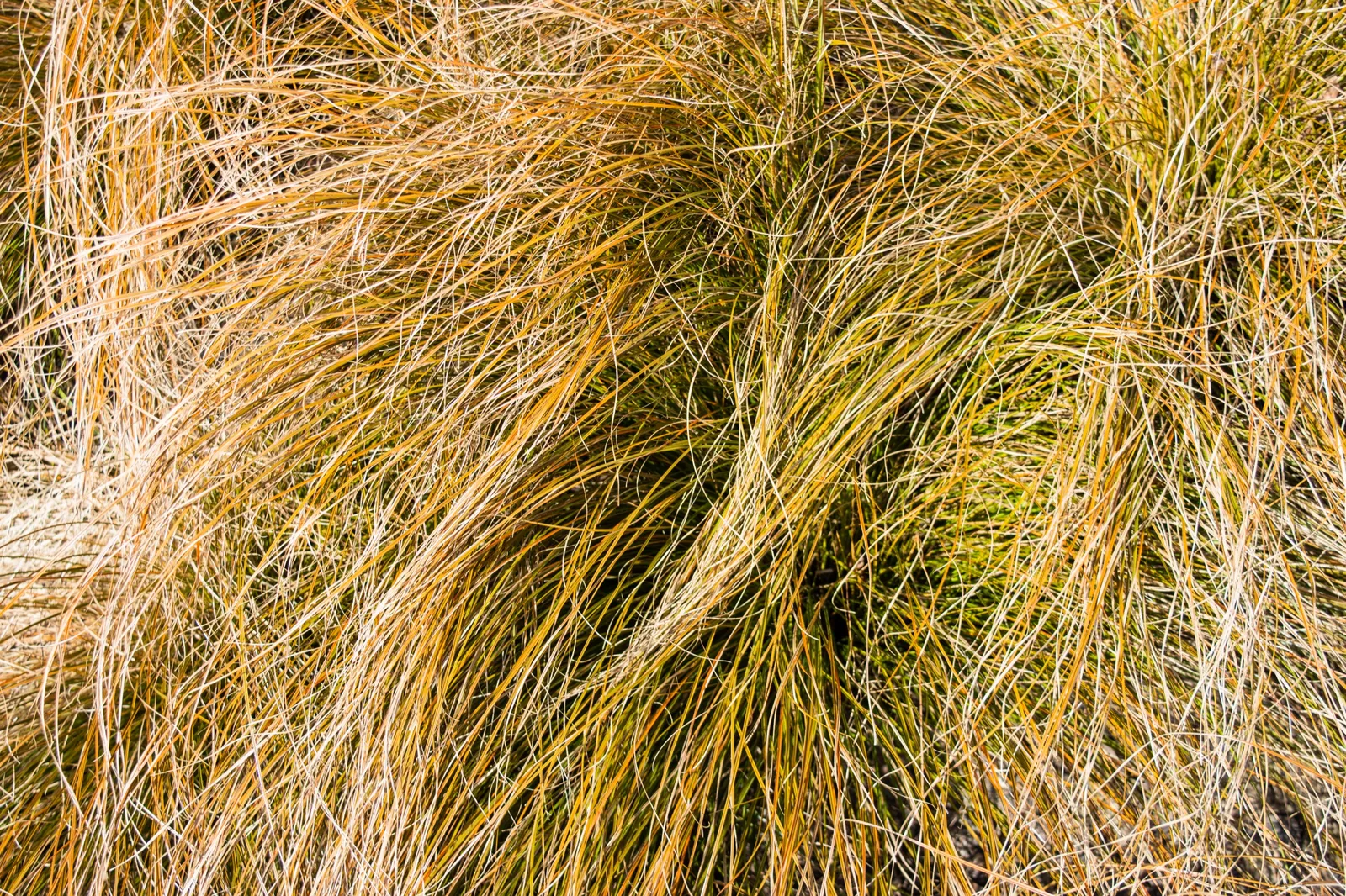 Brandstarr 'Prairie Fire', 2L - bild 3