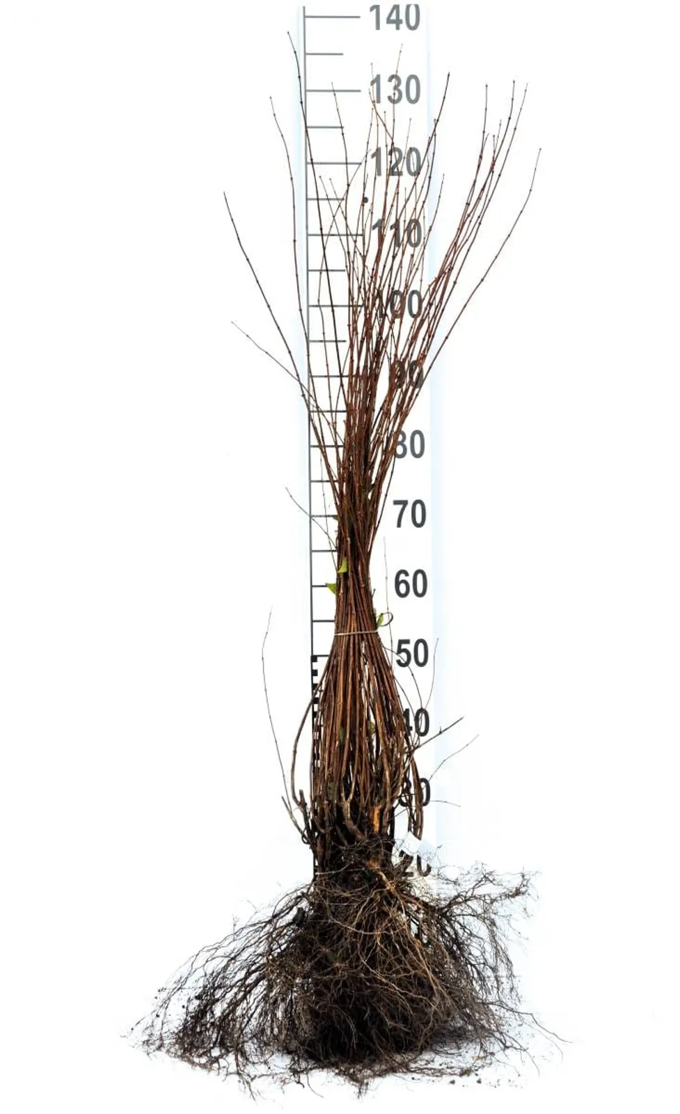 Smultronschersmin, 80-100 cm, Goliat — detalj 3