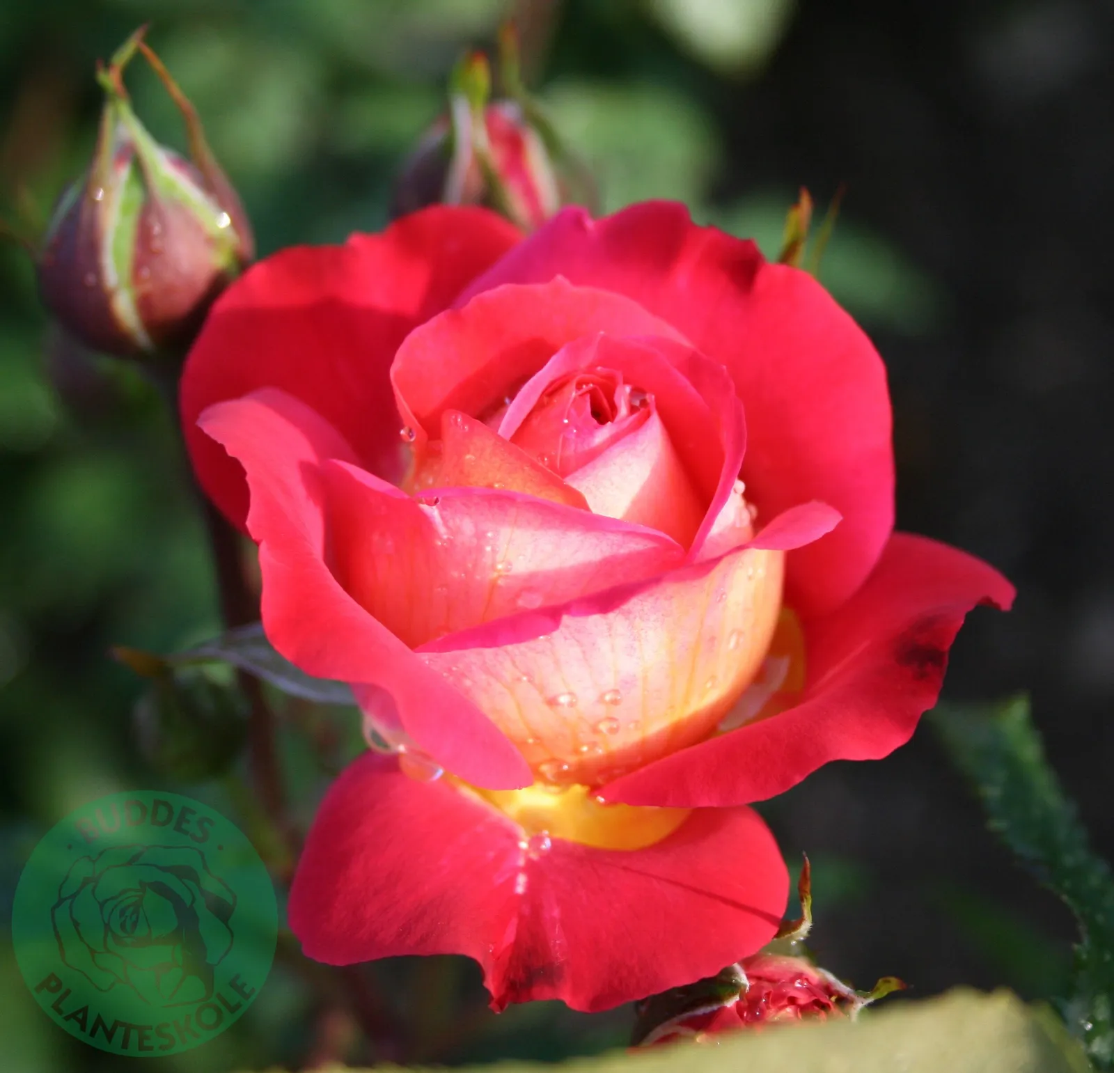Floribundaros MIDSUMMER ('Tan02280'PBR) - bild 1