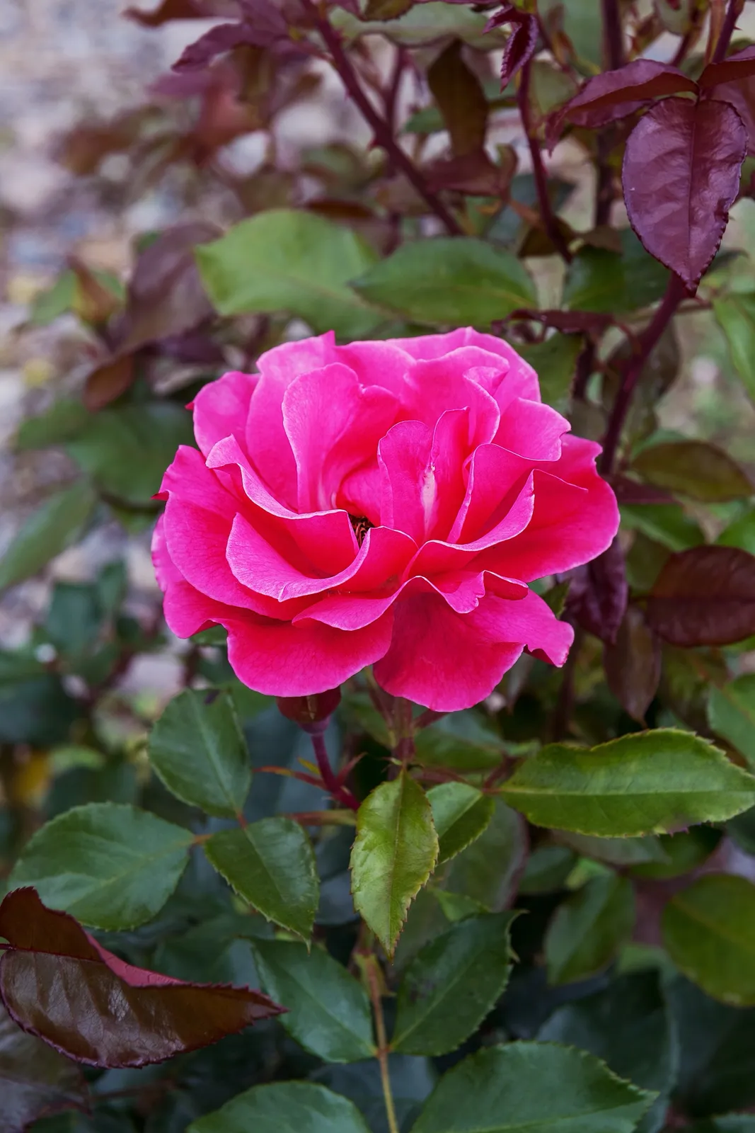 Modern buskros ROMANZE® ('Tanezamor') - bild 3