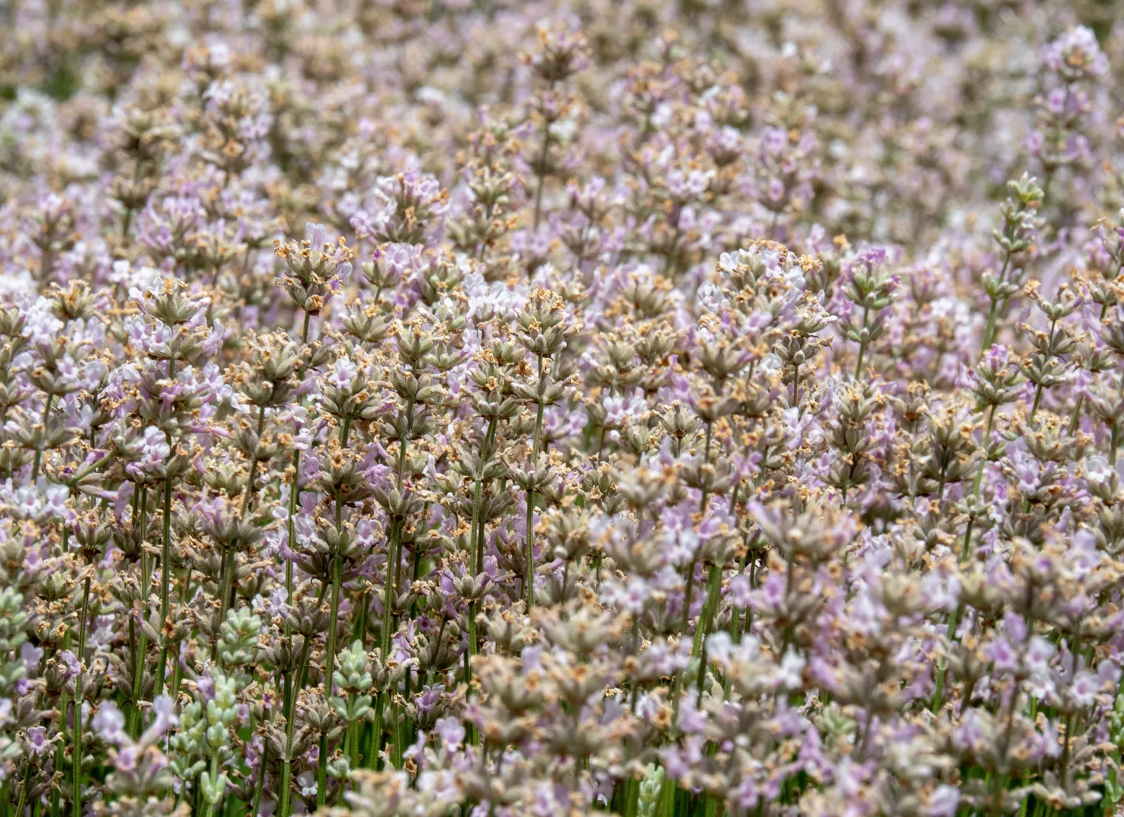 Lavendel 'Rosea' - bild 3
