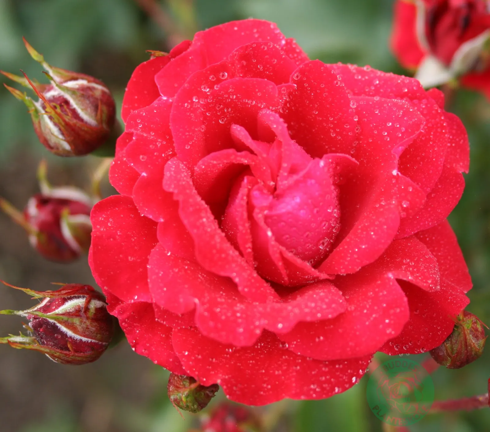 Floribundaros NINA WEIBULL® ('Poulwei') - bild 1