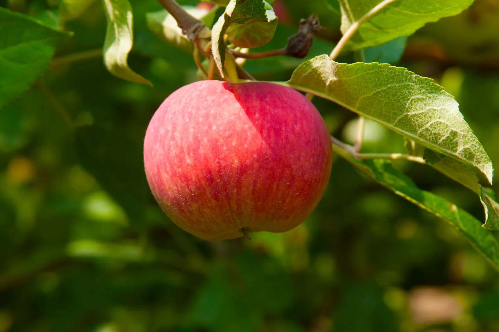 Äpple AGNES® E, inkl. uppbindnings kit - bild 2