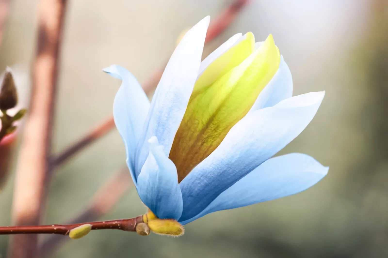 Poppelmagnolia 'Blue Opal', sol 80-100 cm, co/kl - bild 2