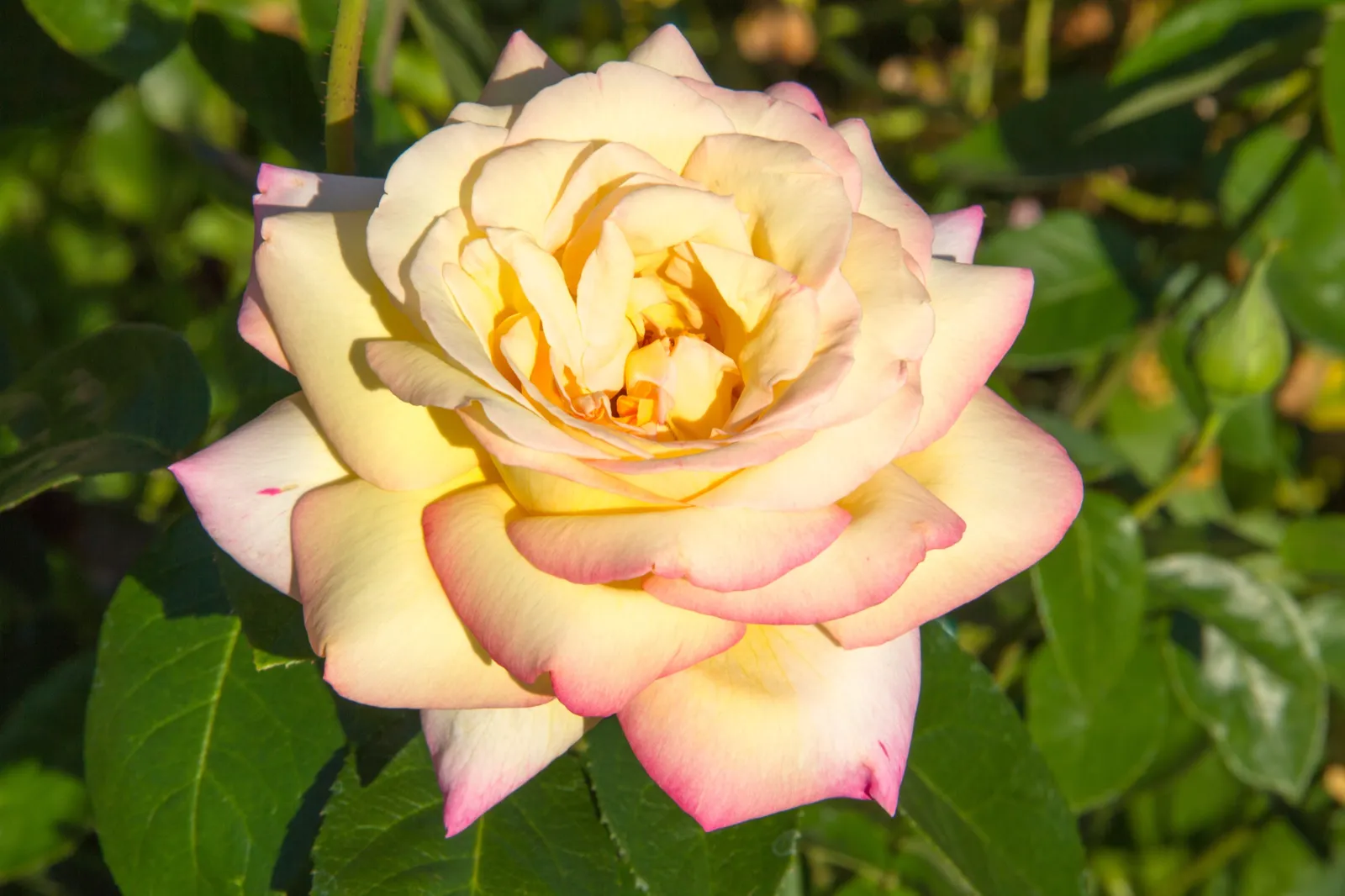 Tehybridros PEACE®, syn. tehybridros 'Mme A. Meilland' - bild 3