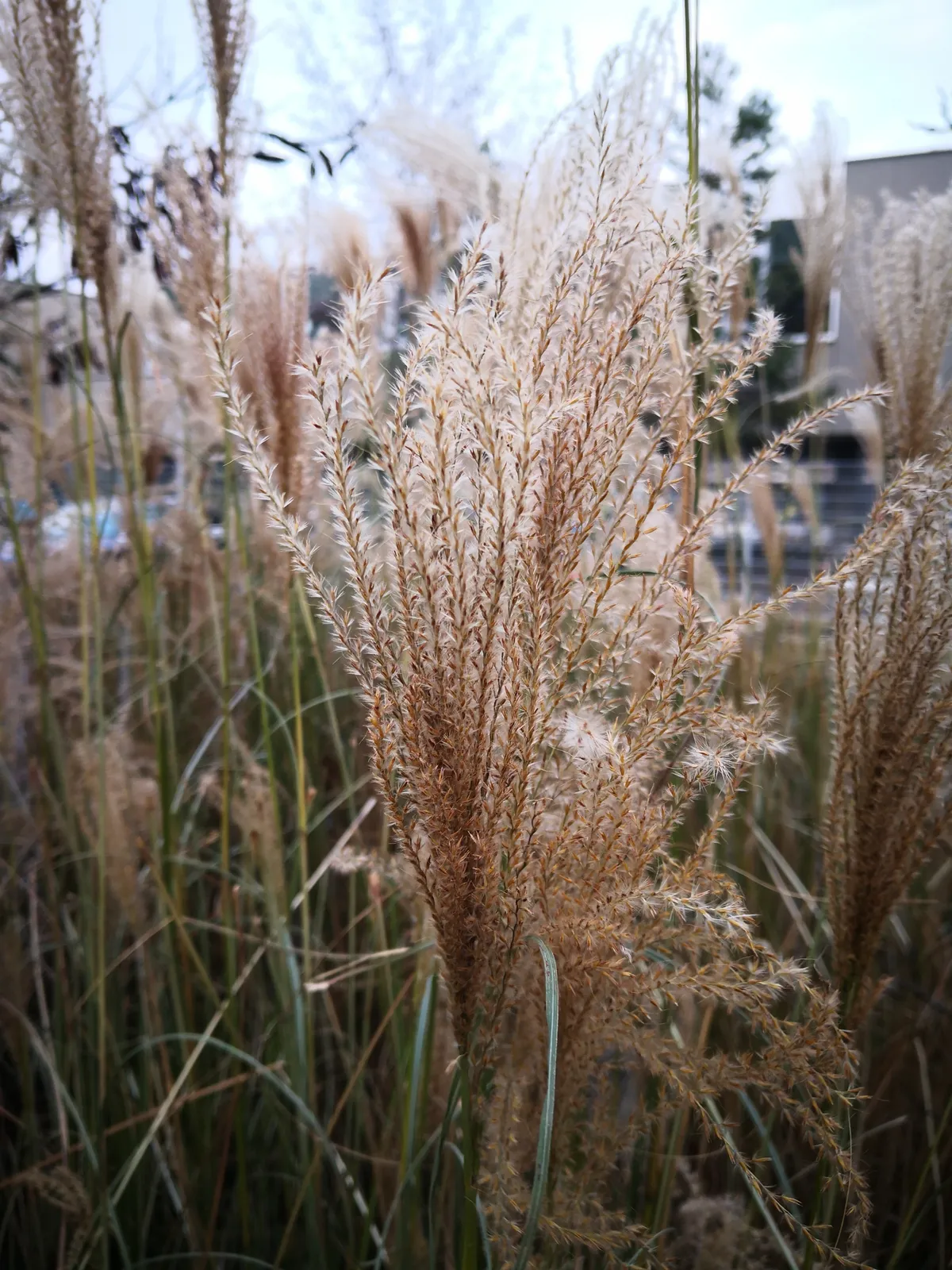 Glansmiskantus 'Kleine Fontäne', syn. japanskt gräs, 2L - bild 4