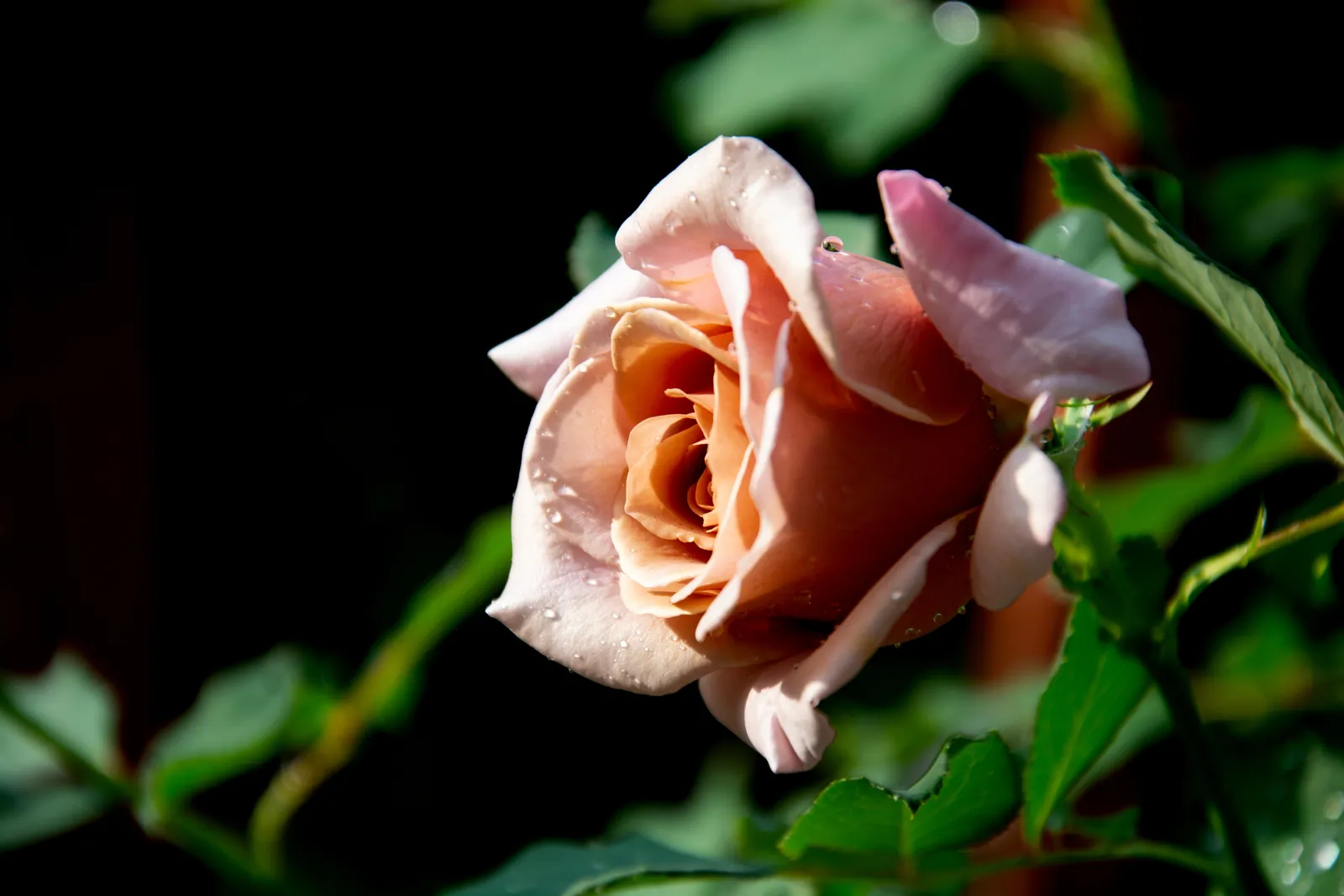 Floribundaros KOKO LOKO ('Wekbijou') - bild 4