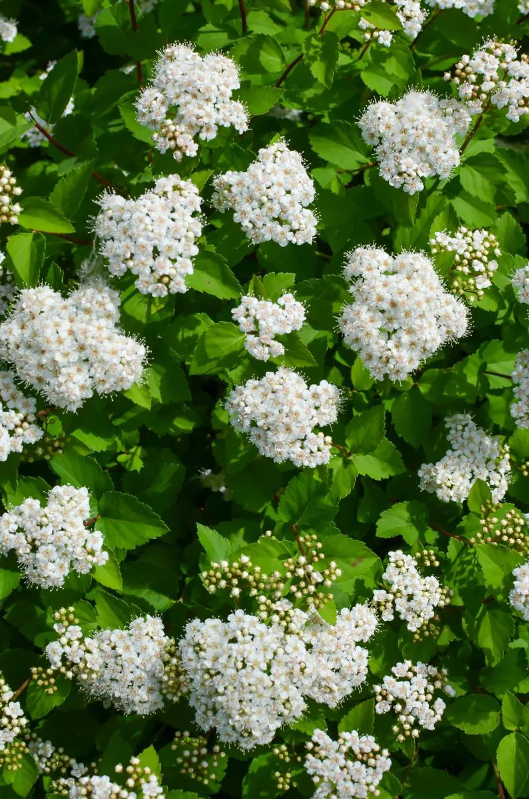 Björkspirea 'Tor' E, 10-15 cm — detalj 5