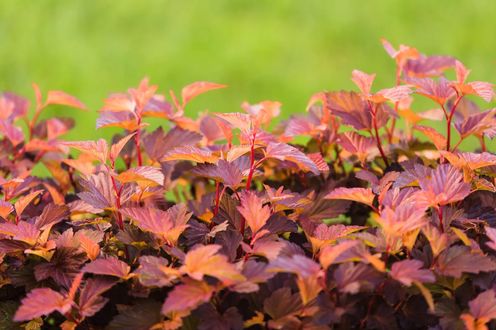 Smällspirea LITTLE ANGEL ('Hoogi016'PBR) - bild 1
