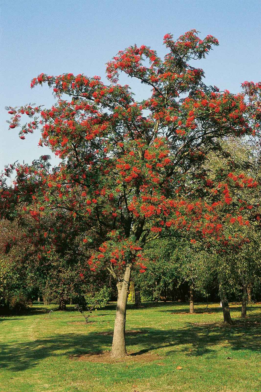 Japansk rönn 'Carmencita' E, Utr 150-200 - bild 1