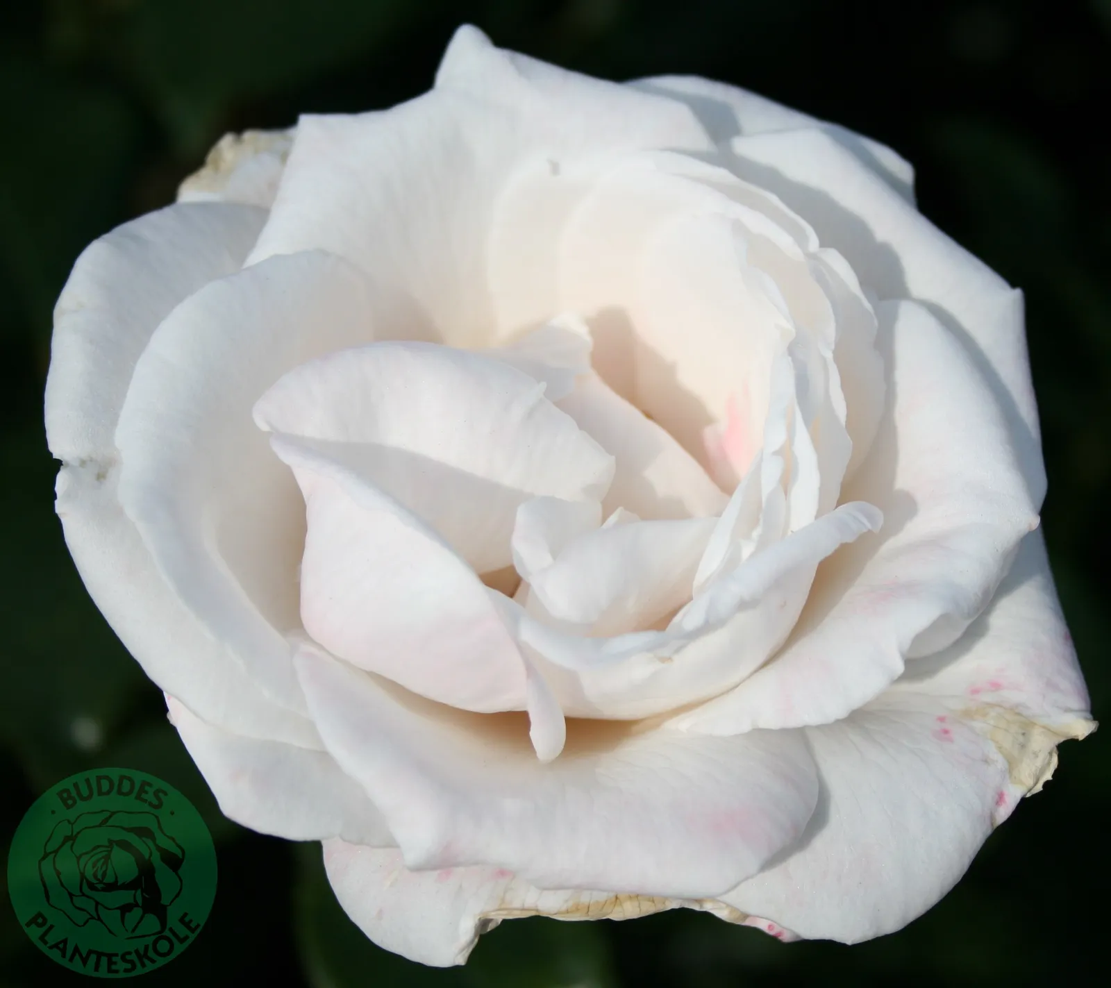 Tehybridros ROYAL COPENHAGEN ('Poulht001'PBR) - bild 1