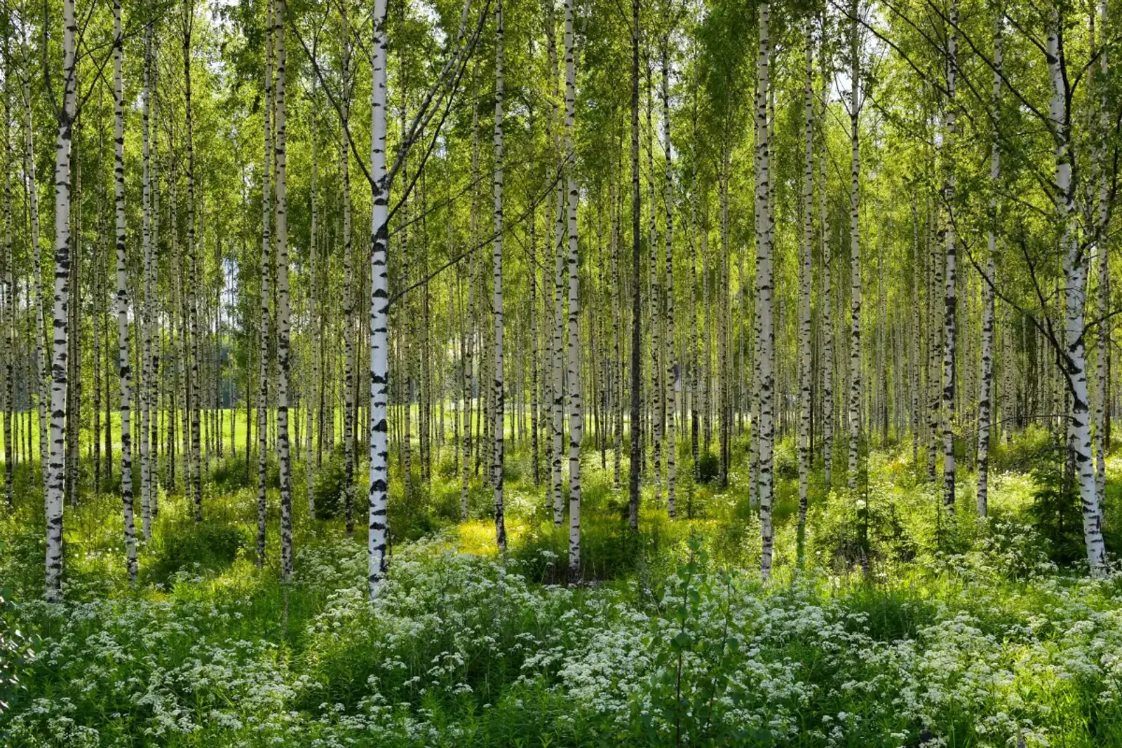 Vårtbjörk, 60-100 cm — detalj 3