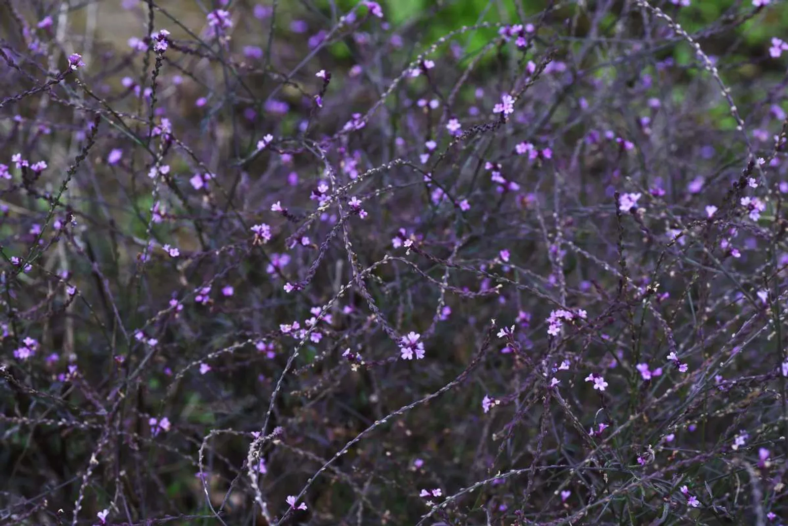 Järnört 'Bampton' med lila blommor och tunna grenar, perfekt för trädgårdar och rabatter. Perenn växt med vacker färg.