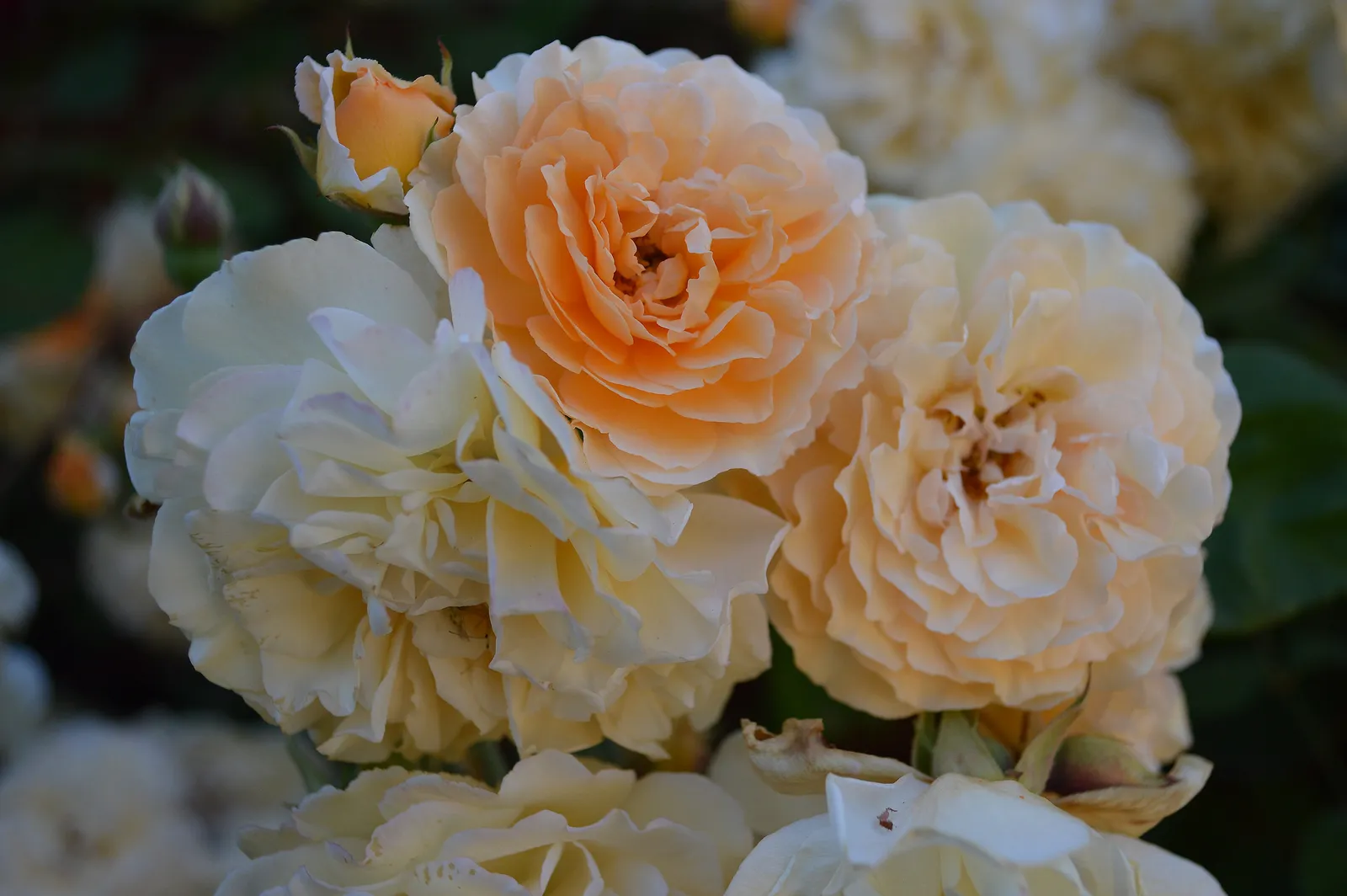 Moschata-ros 'Buff Beauty' - bild 3