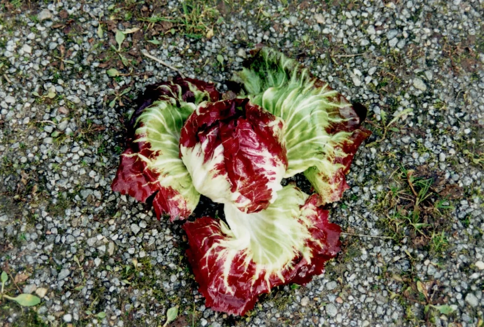 Palla Rossa radicchio frö med röd radicchio sallat