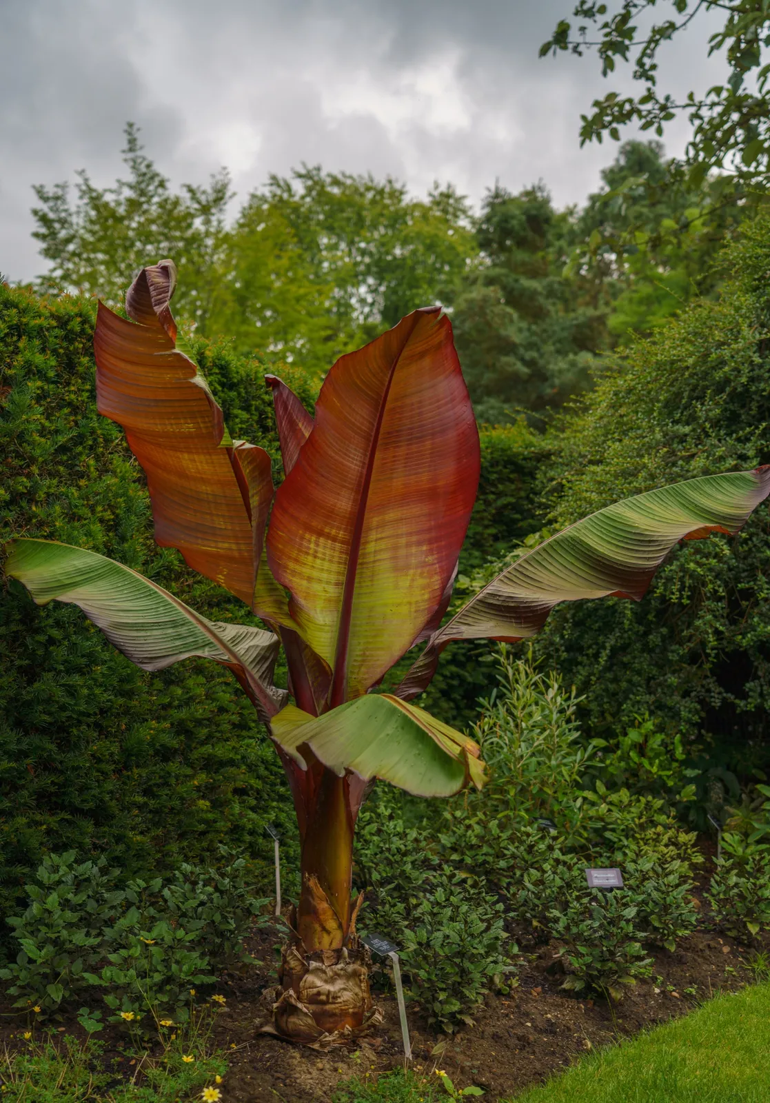 Röd Banan - bild 2