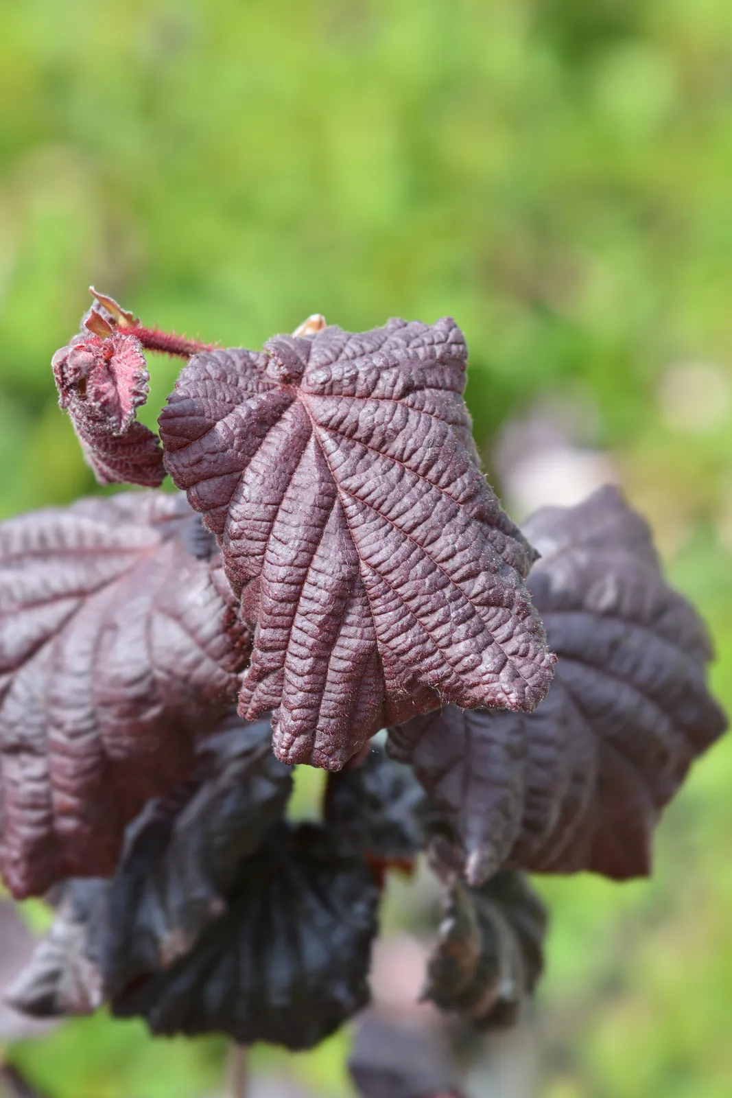Hassel 'Red Majestic'PBR - bild 3