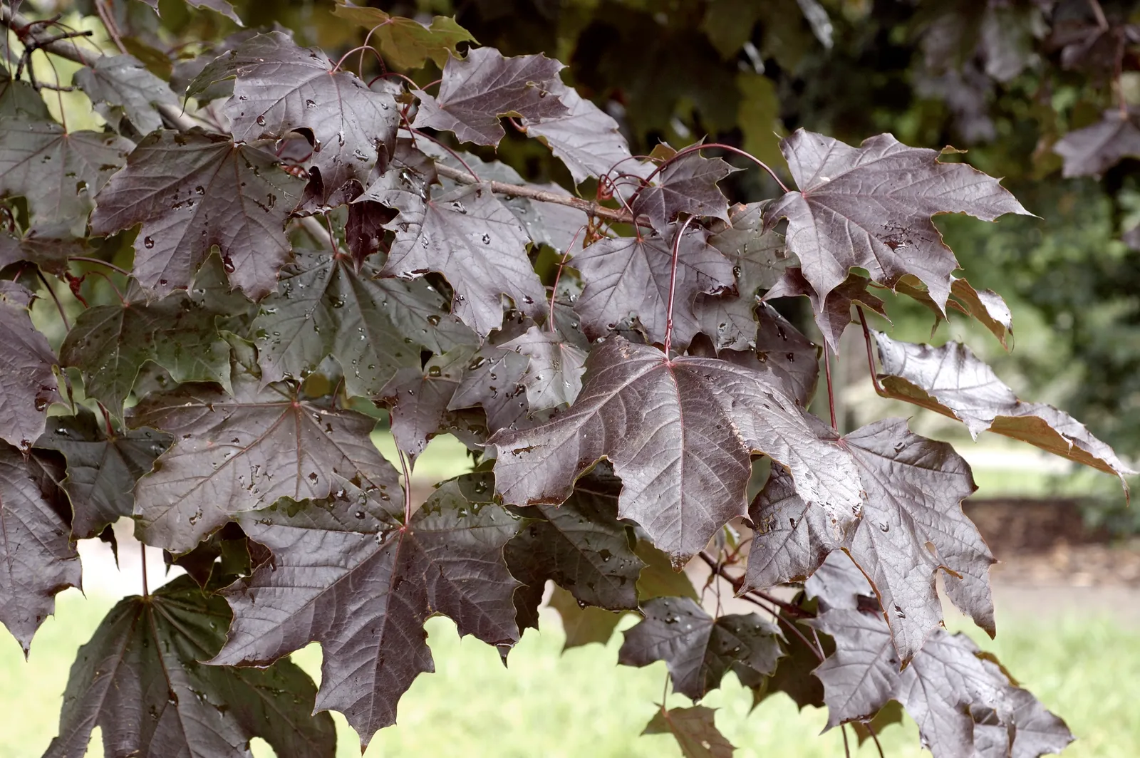 Skogslönn 'Royal Red', Utr 150-200 - bild 2