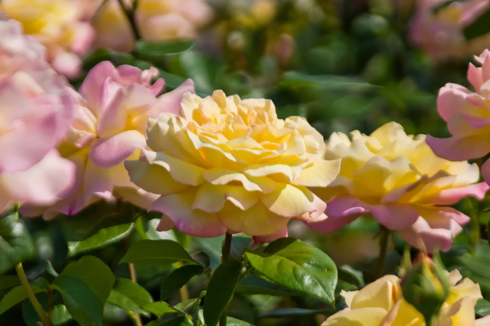 Tehybridros PEACE®, syn. tehybridros 'Mme A. Meilland' - bild 5