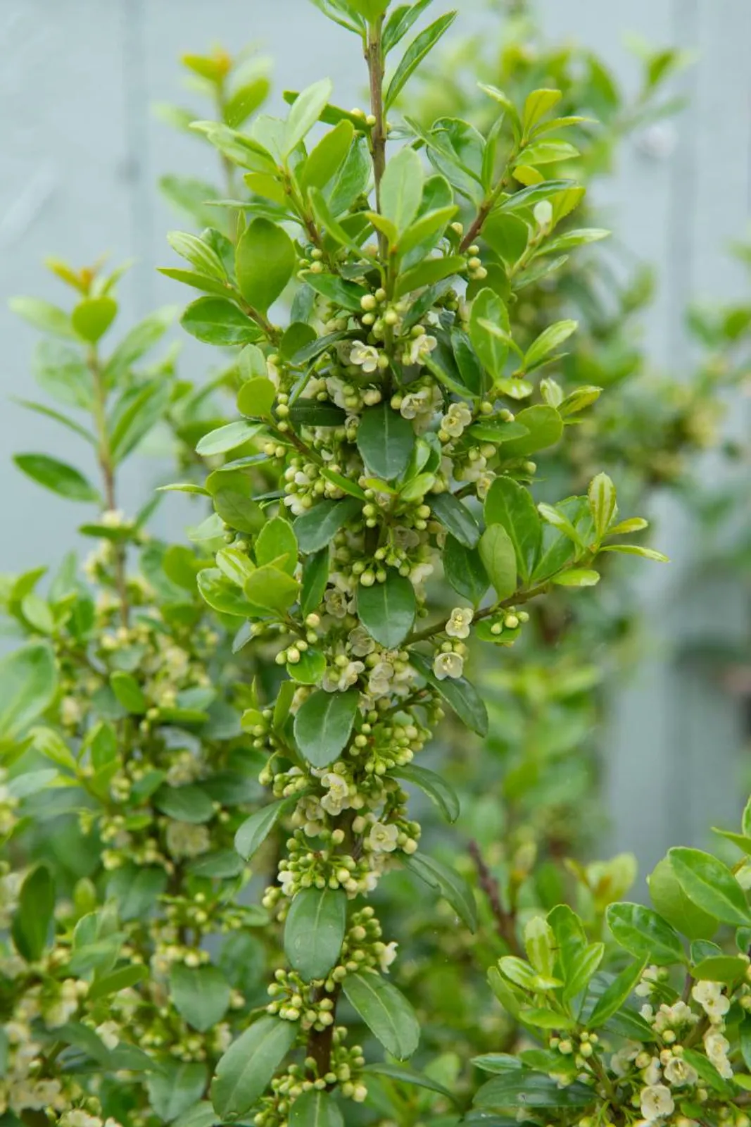 Japansk järnek 'Caroline Upright', 15-25 cm — detalj 2