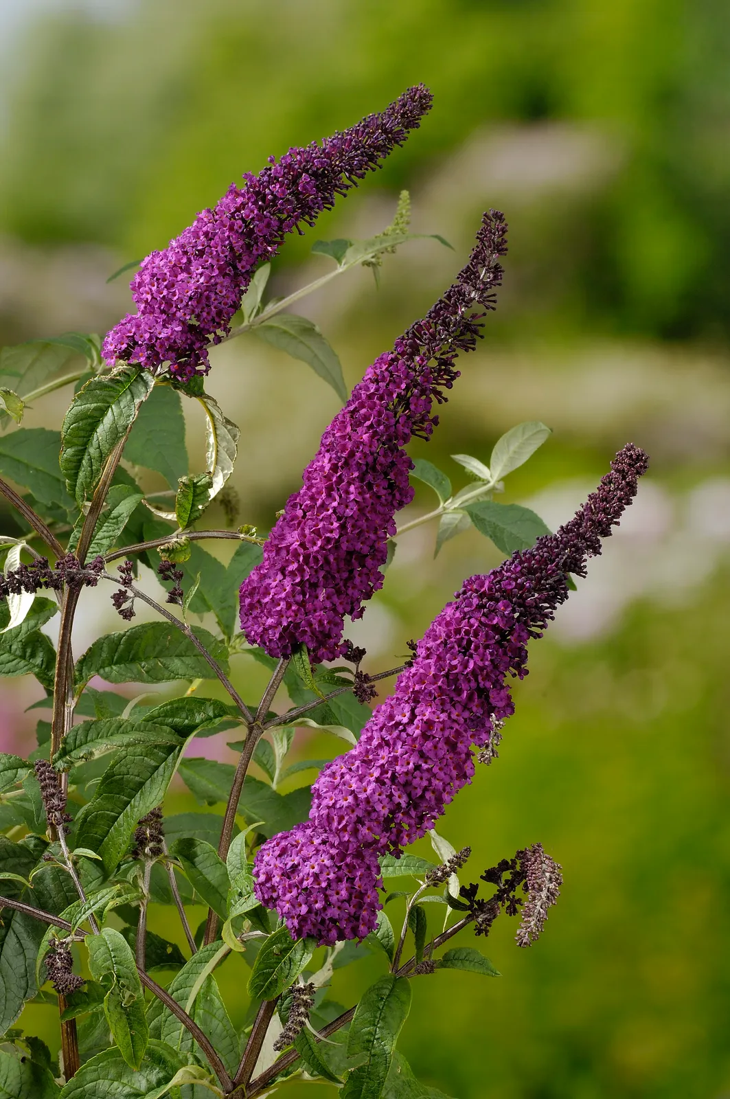 Syrenbuddleja 'Ile de France' - bild 2