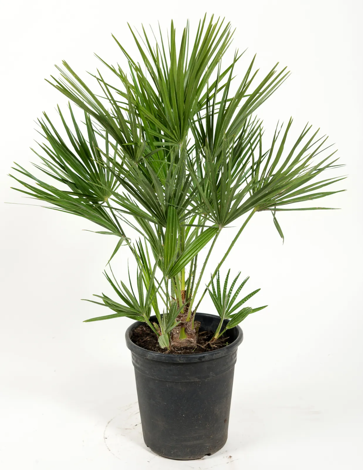 Dvärgpalm (europeisk dvärgpalm), 45/55 cm - bild 2