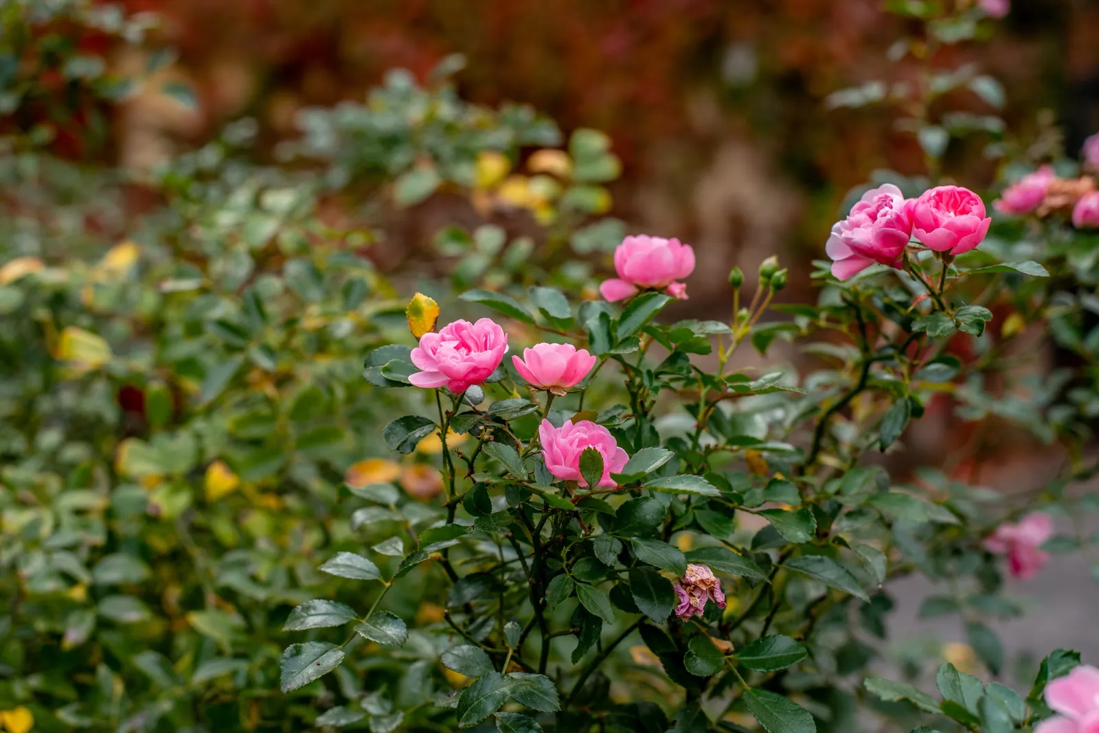 Rugosa-ros 'Pink Grootendorst' - bild 4