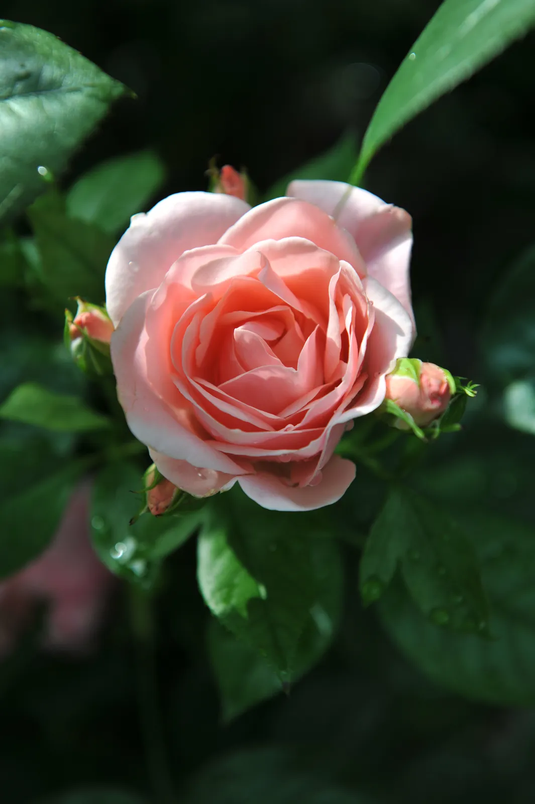 Floribundaros ASTRID LINDGREN® ('Pouluf') - bild 4