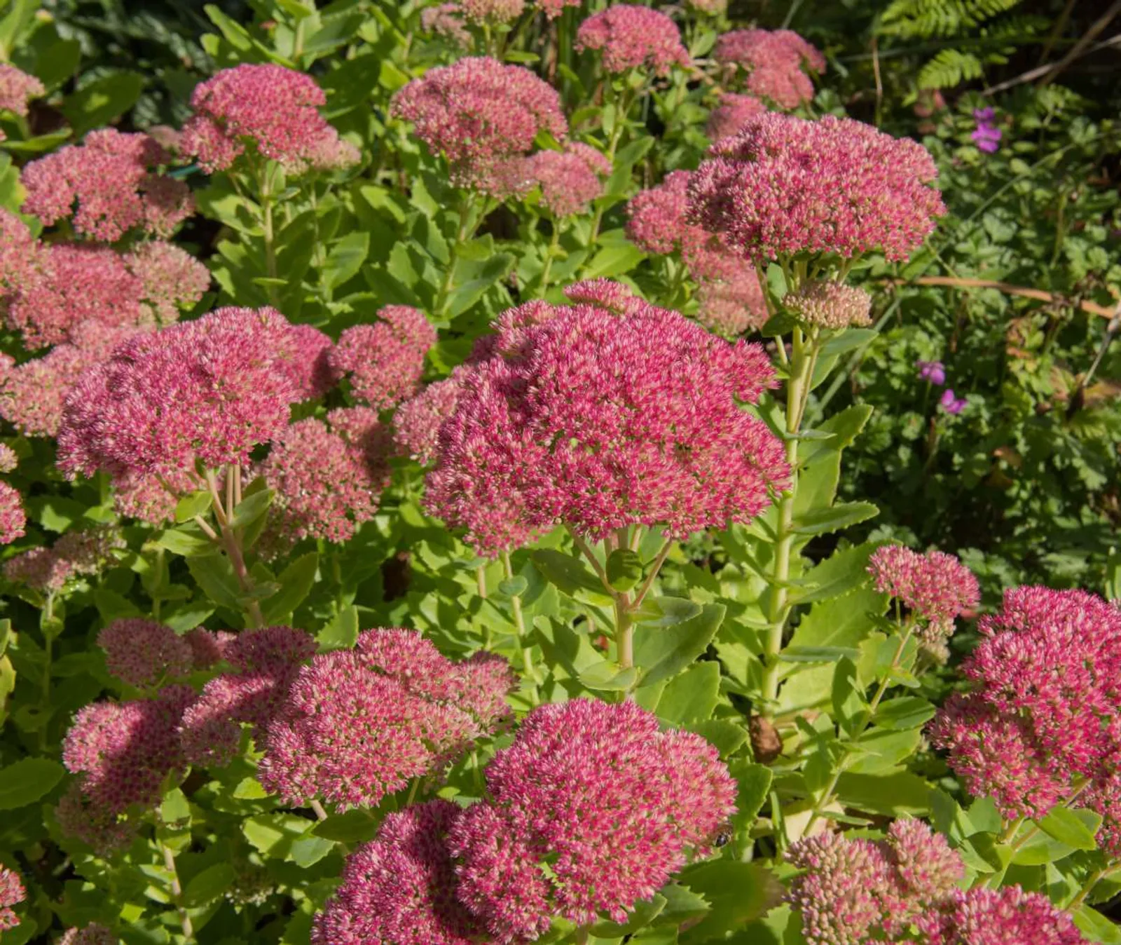 Kärleksört 'Herbstfreude', 3-pack — närbild