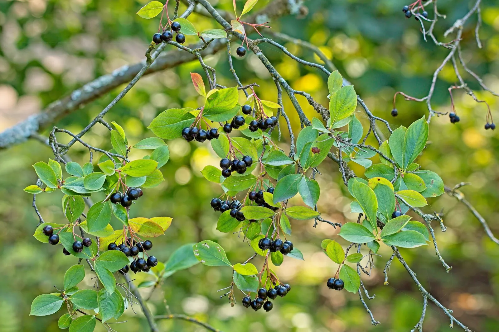 Slånaronia 'Elata' - bild 3