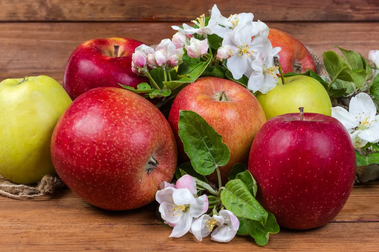 Familjeträd äpple - bild 4