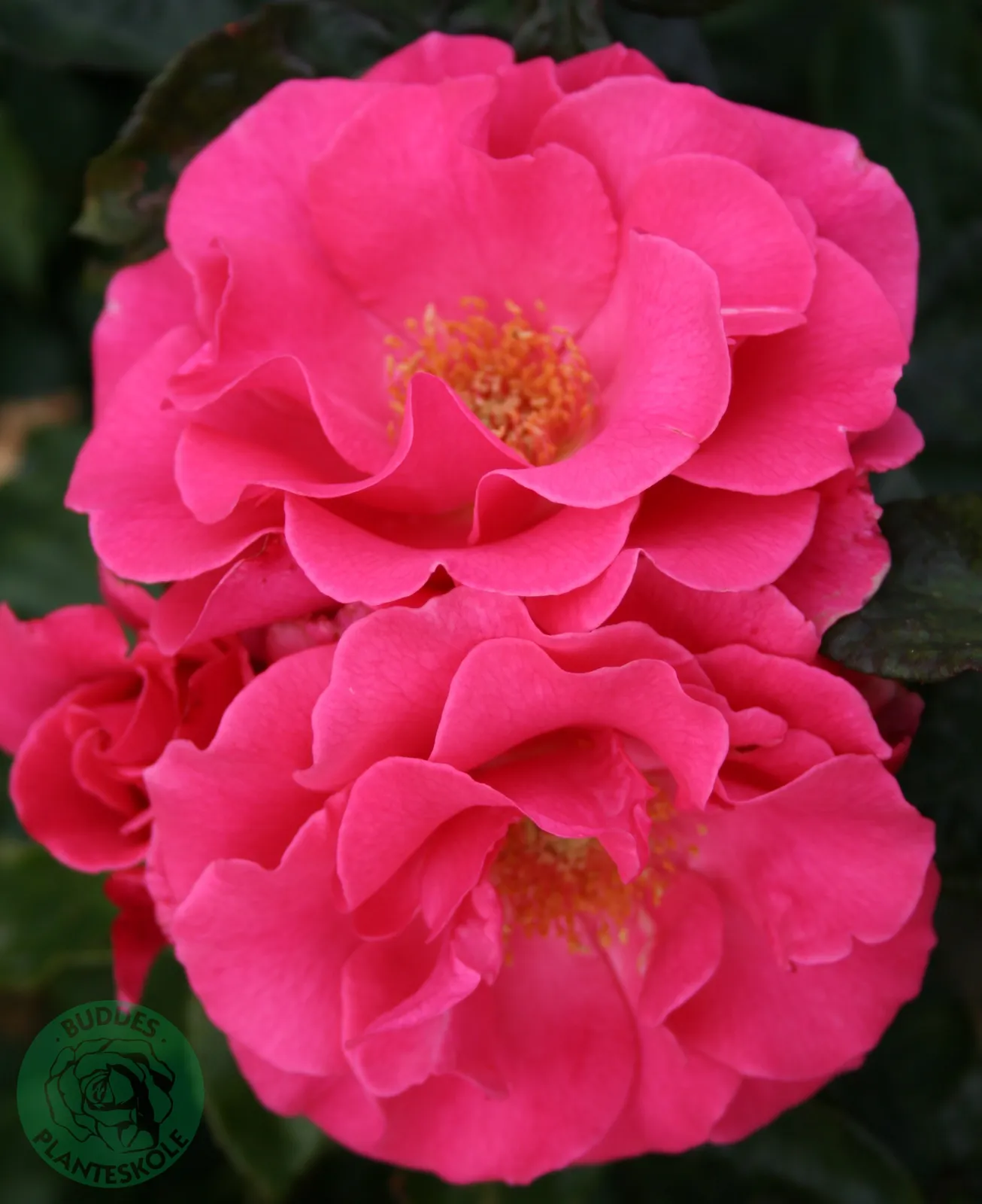 Modern buskros ROMANZE® ('Tanezamor') - bild 1