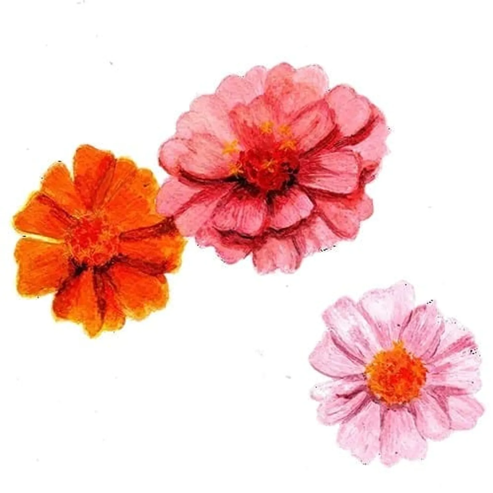 Tummelisa zinnia frö med färgglada zinniablommor