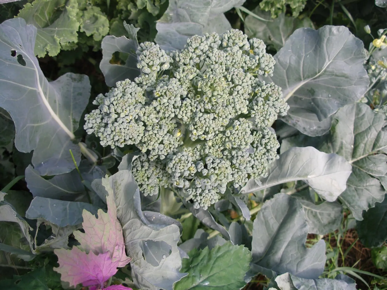 Piracicaba broccoli frö med grön broccolihuvud