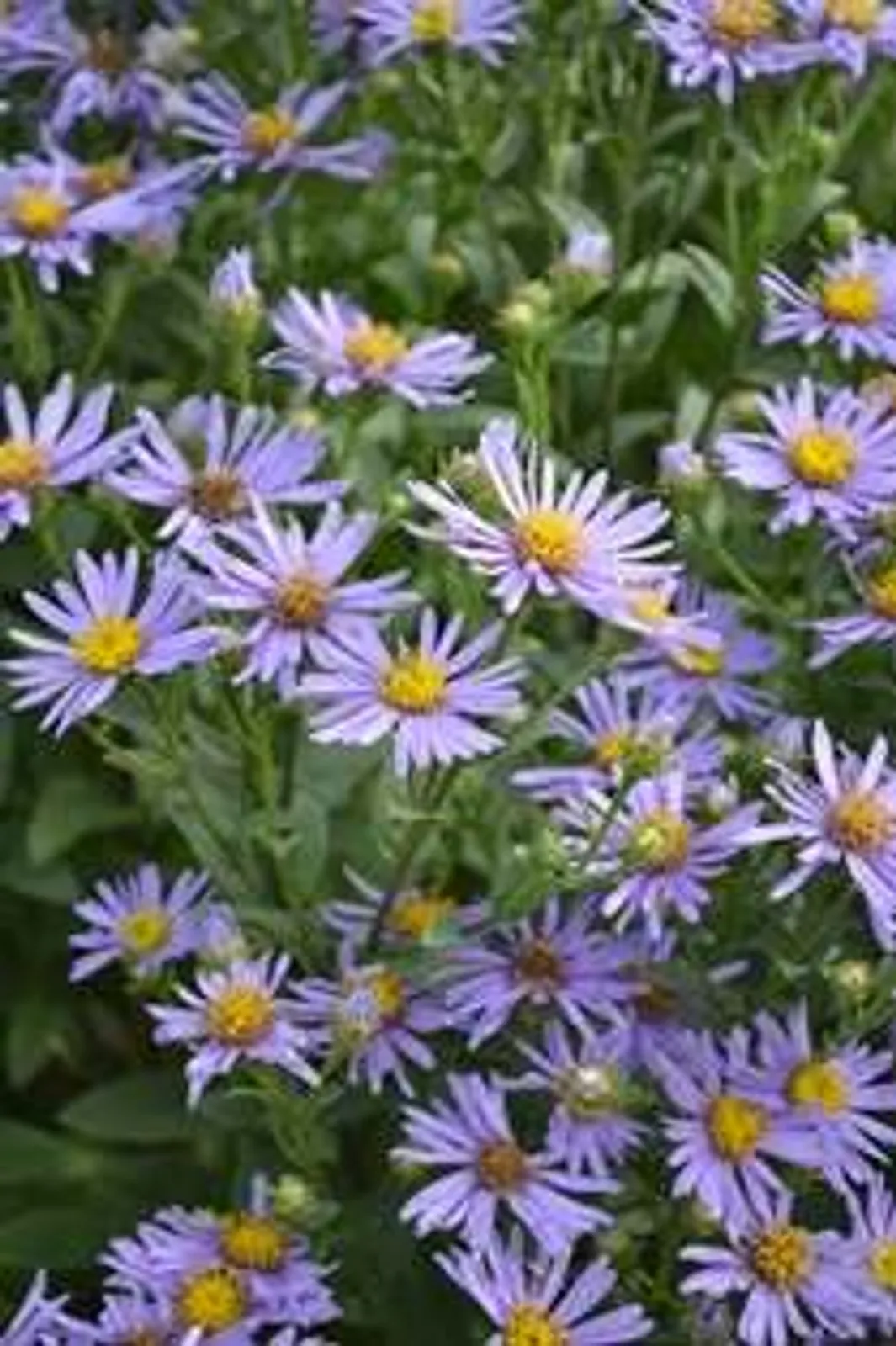 Brittsommaraster 'Axel Tallner' med blåvioletta blommor, en rikblommande höstperenn.