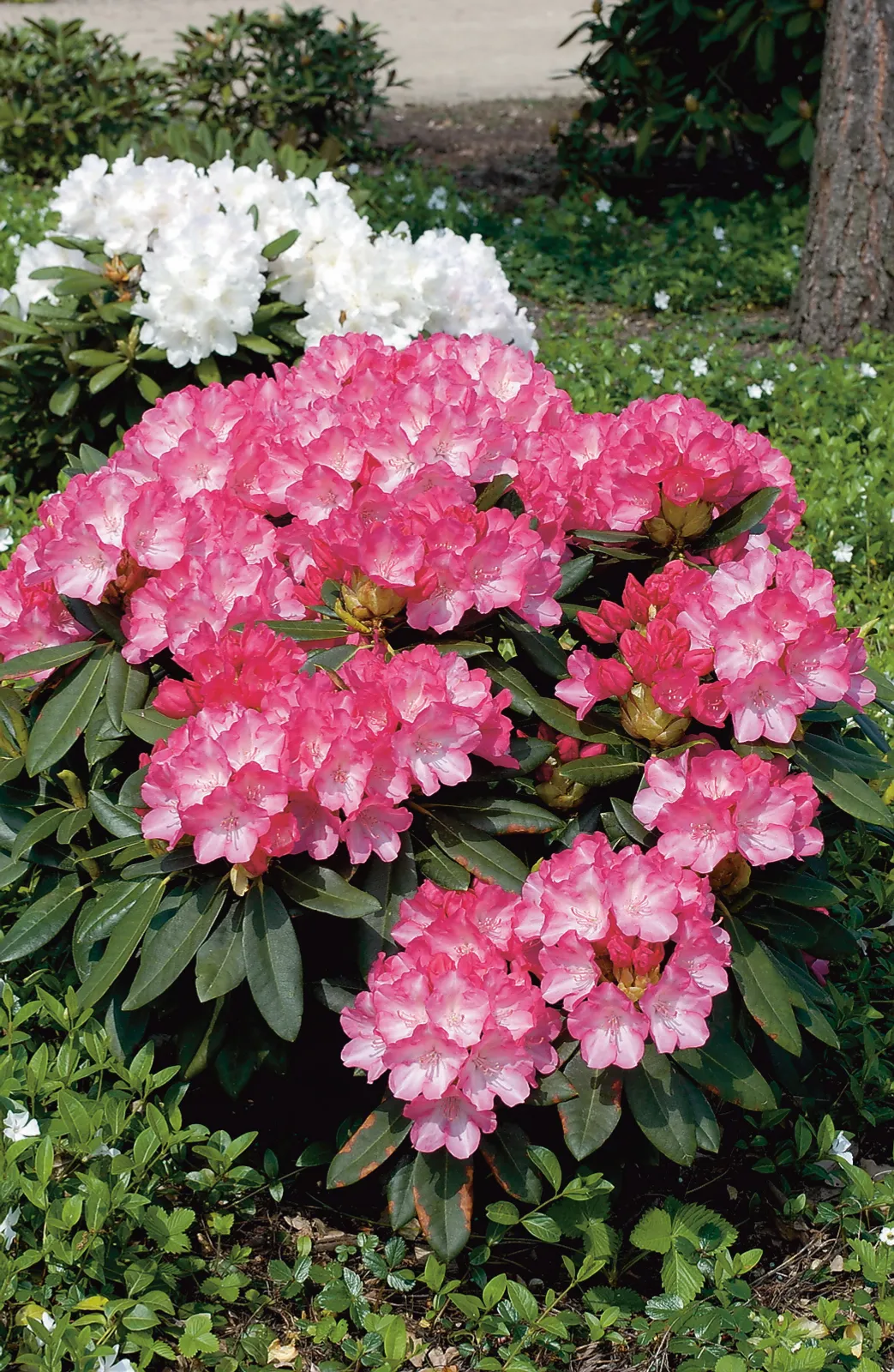 Yakushimanum-rododendron 'Fantastica', 20-25 cm - bild 1