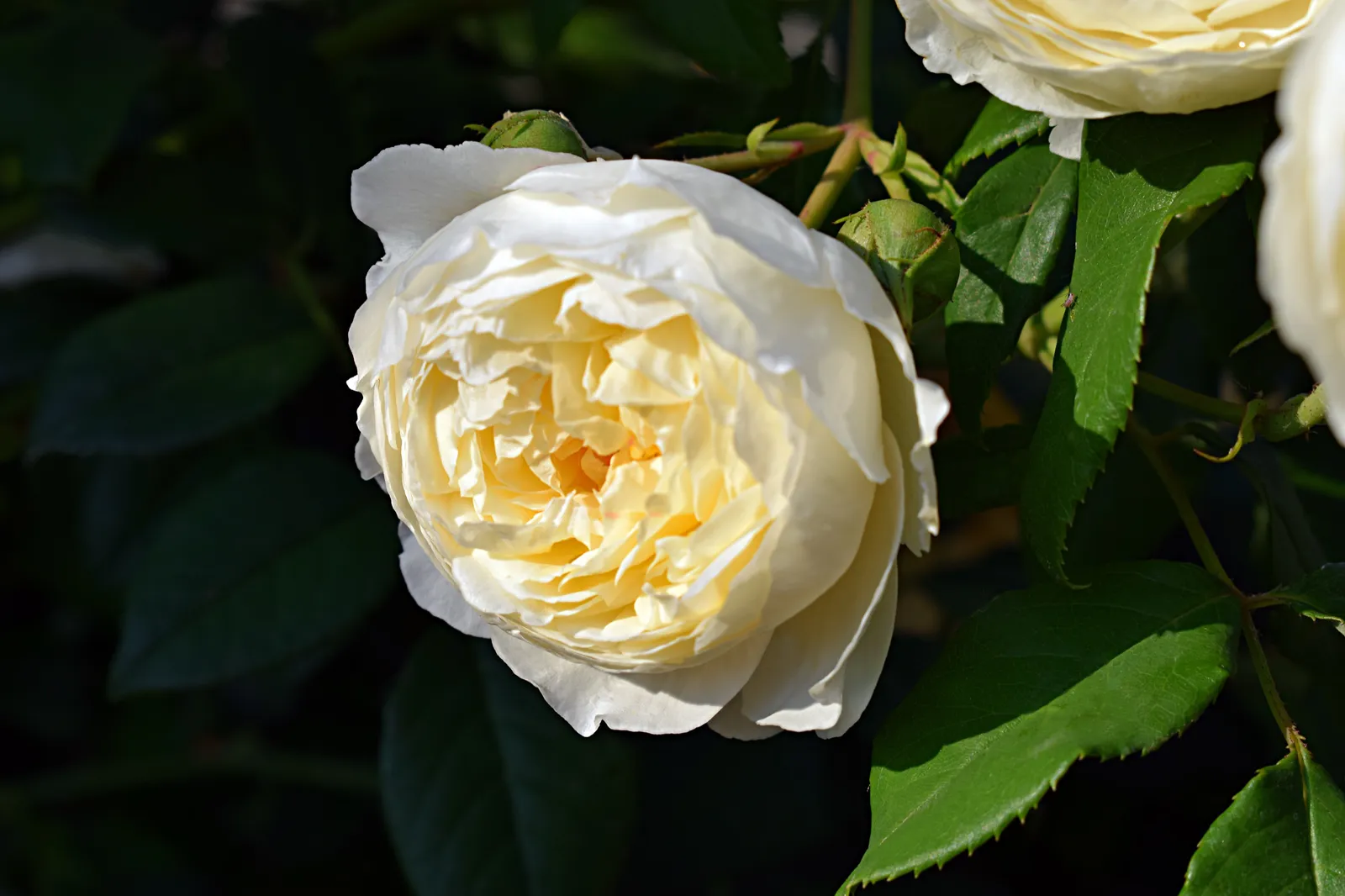 Floribundaros KRONPRINCESSE MARY ('Poulcas018'PBR) - bild 3