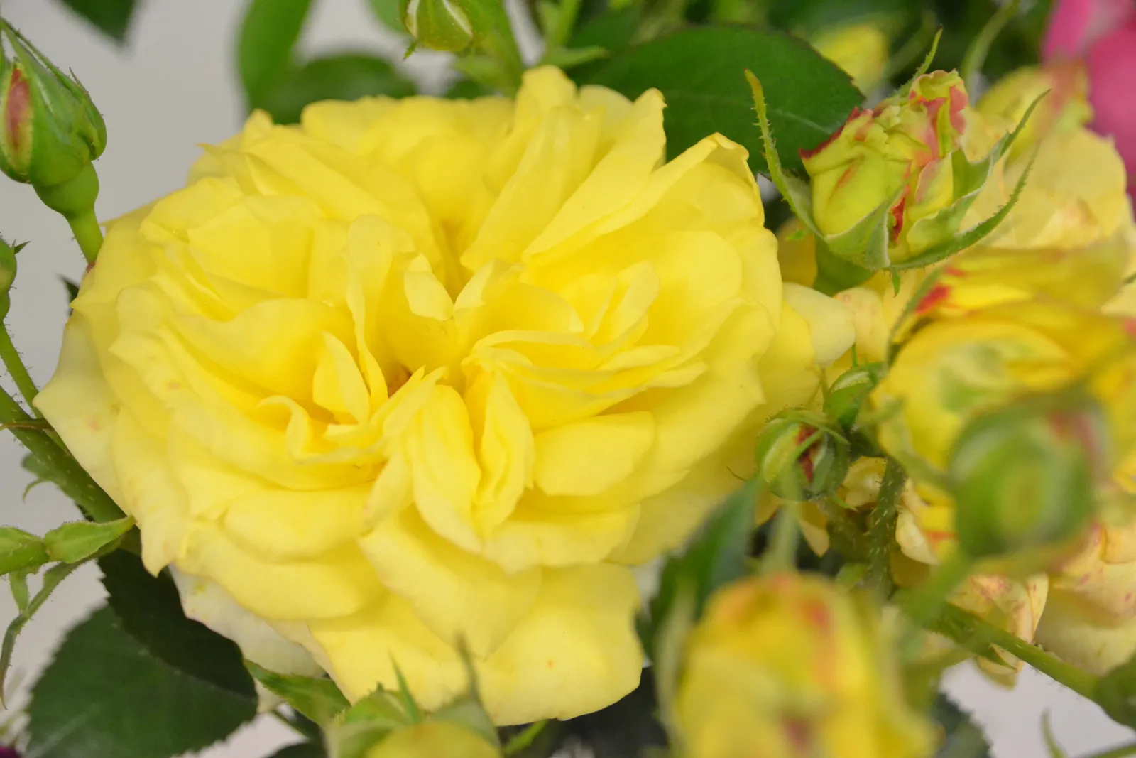 Floribundaros 'Chinatown' - bild 3