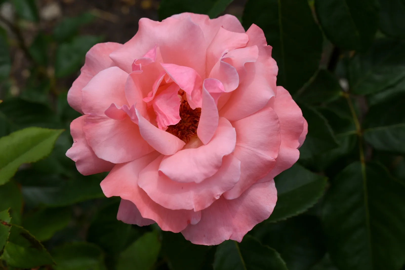 Grandiflora-ros 'Queen Elisabeth' - bild 4