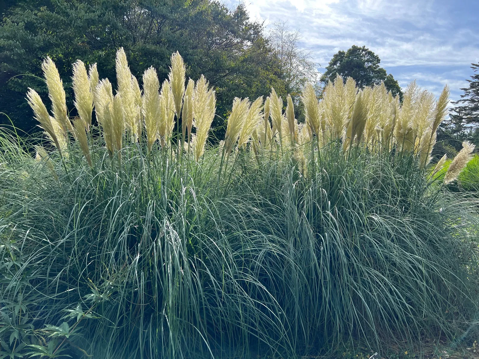 Pampasgräs 'Pumila', 2L - bild 3