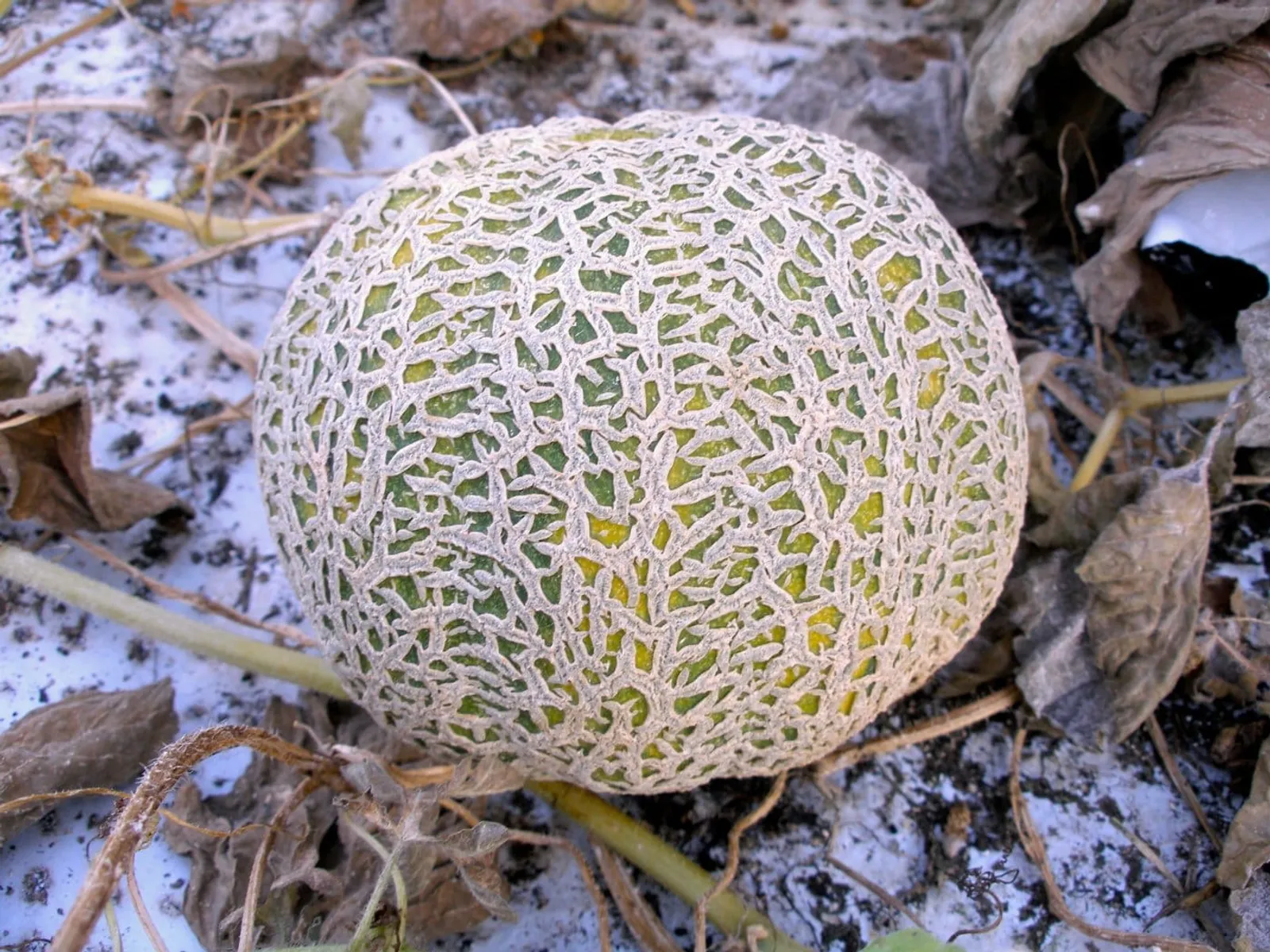 Jenny Lind melon frö med söt melon