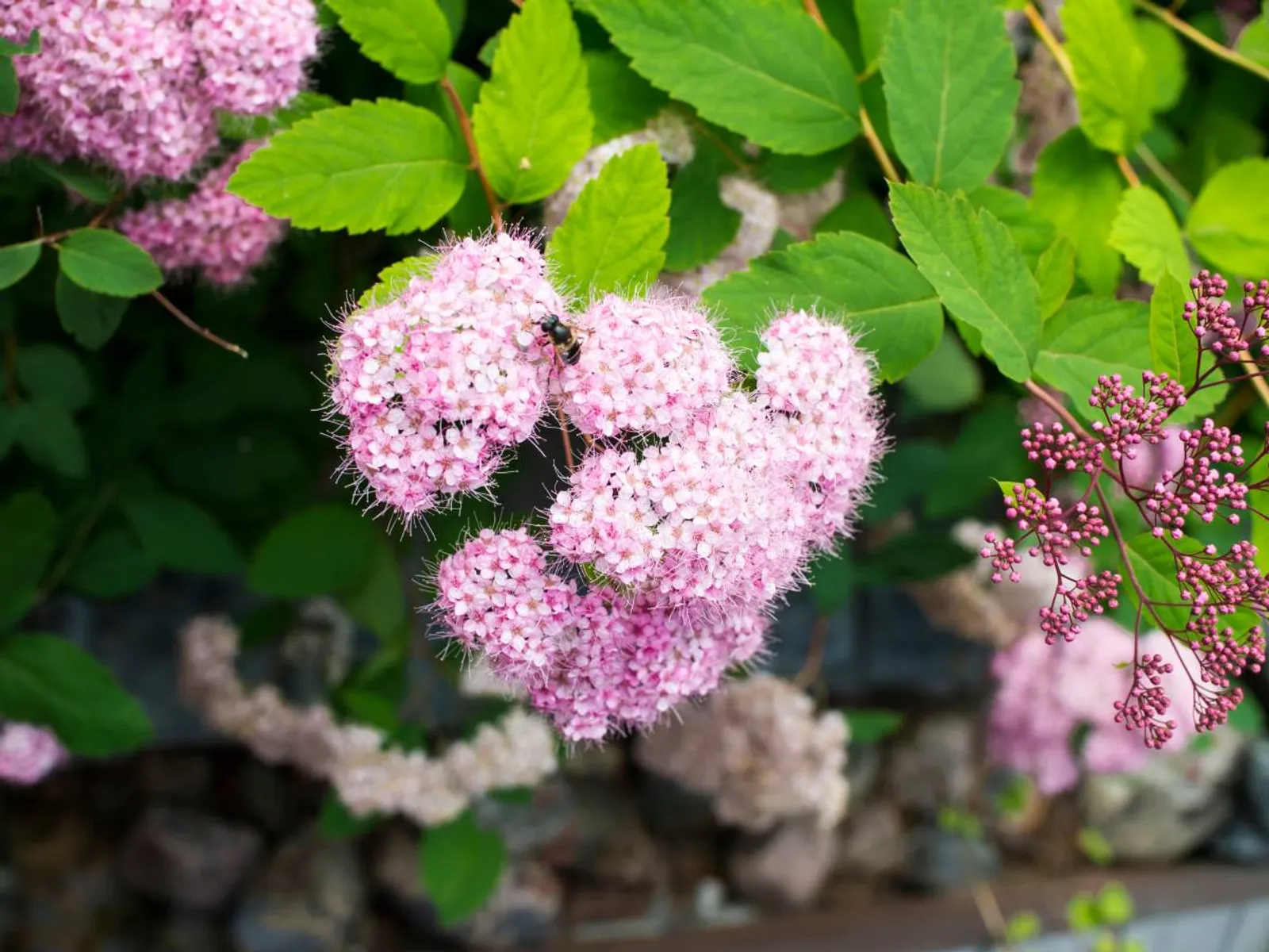 Praktspirea 'Little Princess', 10-20 cm — närbild