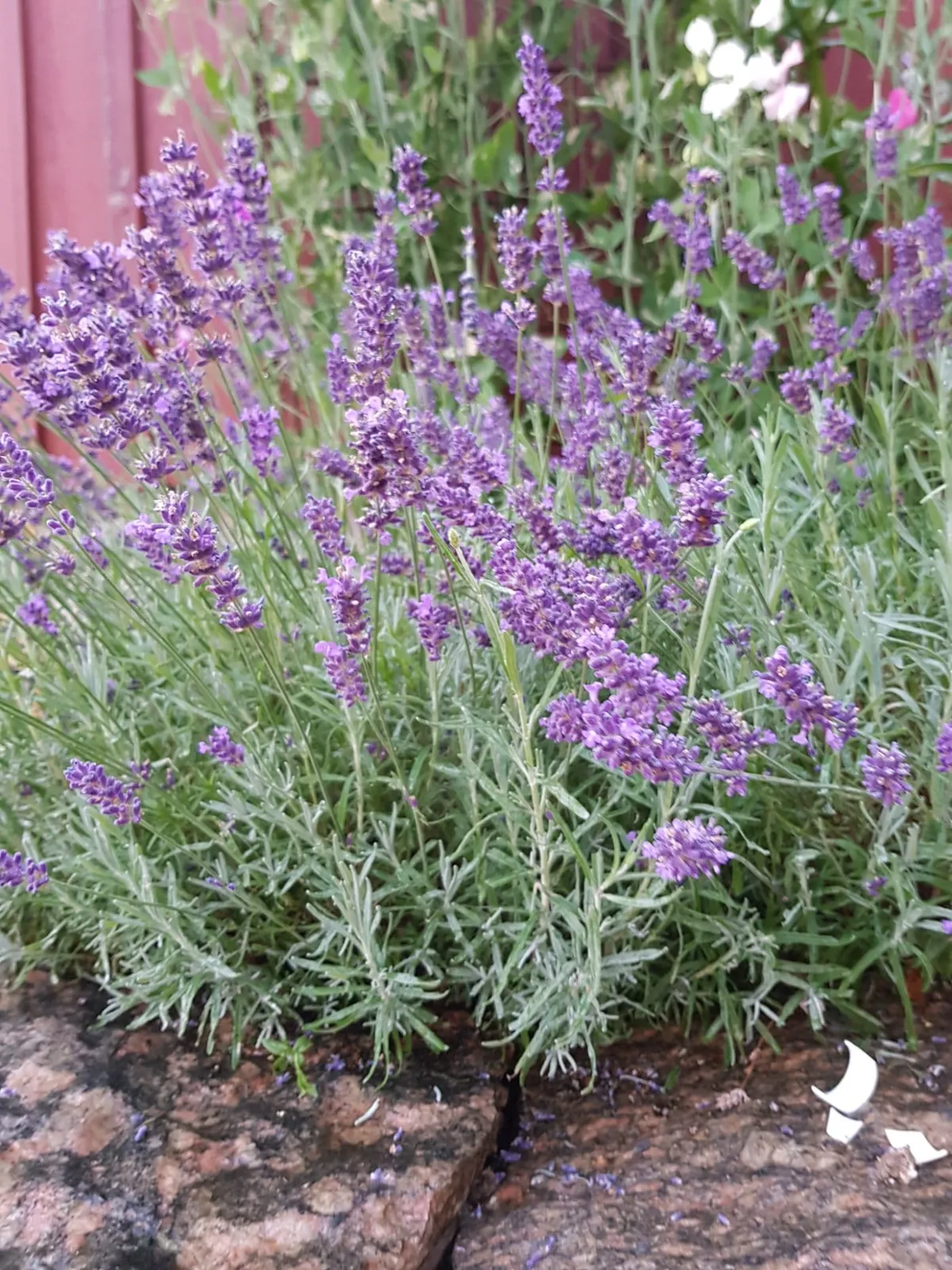 Lavendel lavendel frö med lila lavendelblommor