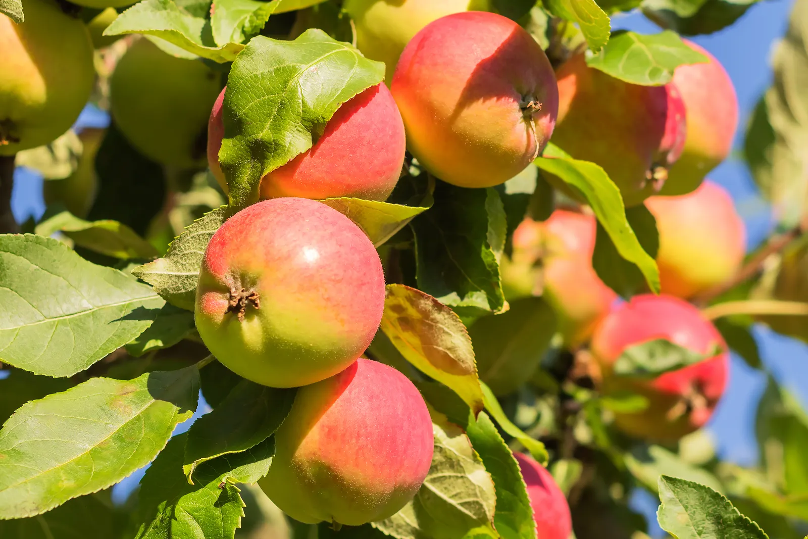 Äpple 'Mantet', inkl. uppbindnings kit - bild 1