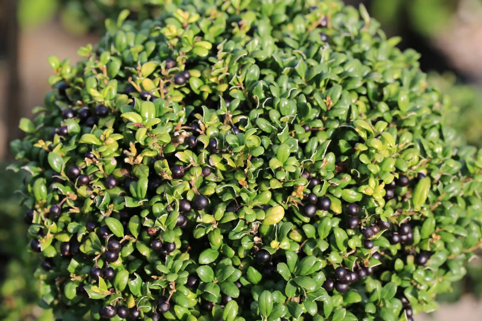 Japansk järnek 'Convexa', 10-20 cm — detalj 2