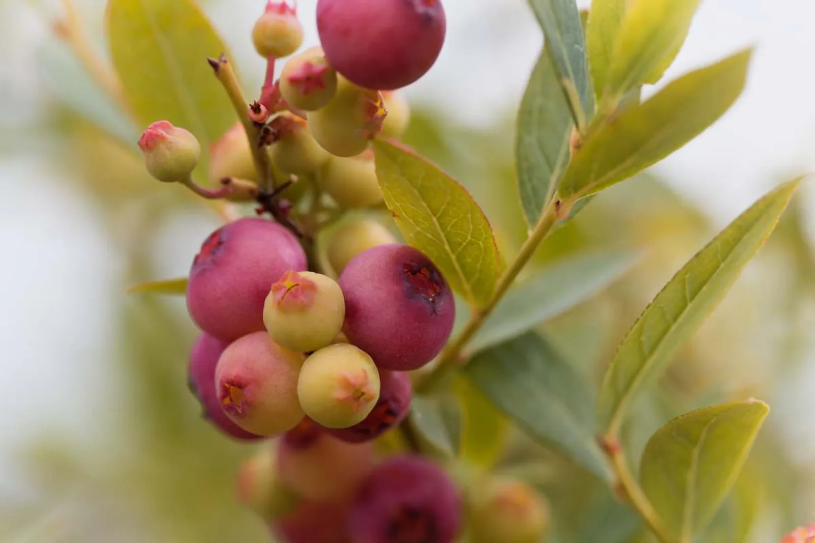 Närbild av rosa blåbär 'Pink Lemonade' på gren med gröna blad och bär i olika nyanser från gult till rosa