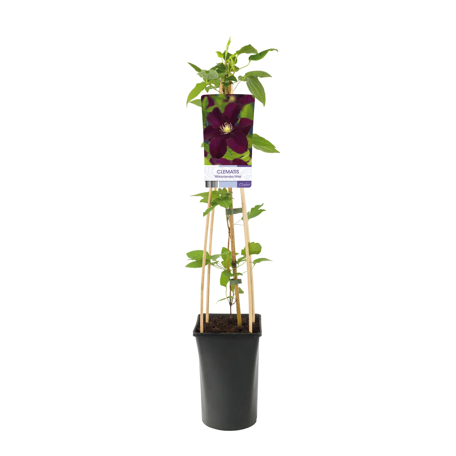 Klematis (Tidiga Storblommiga Gruppen) 'Warszawska Nike' - bild 2