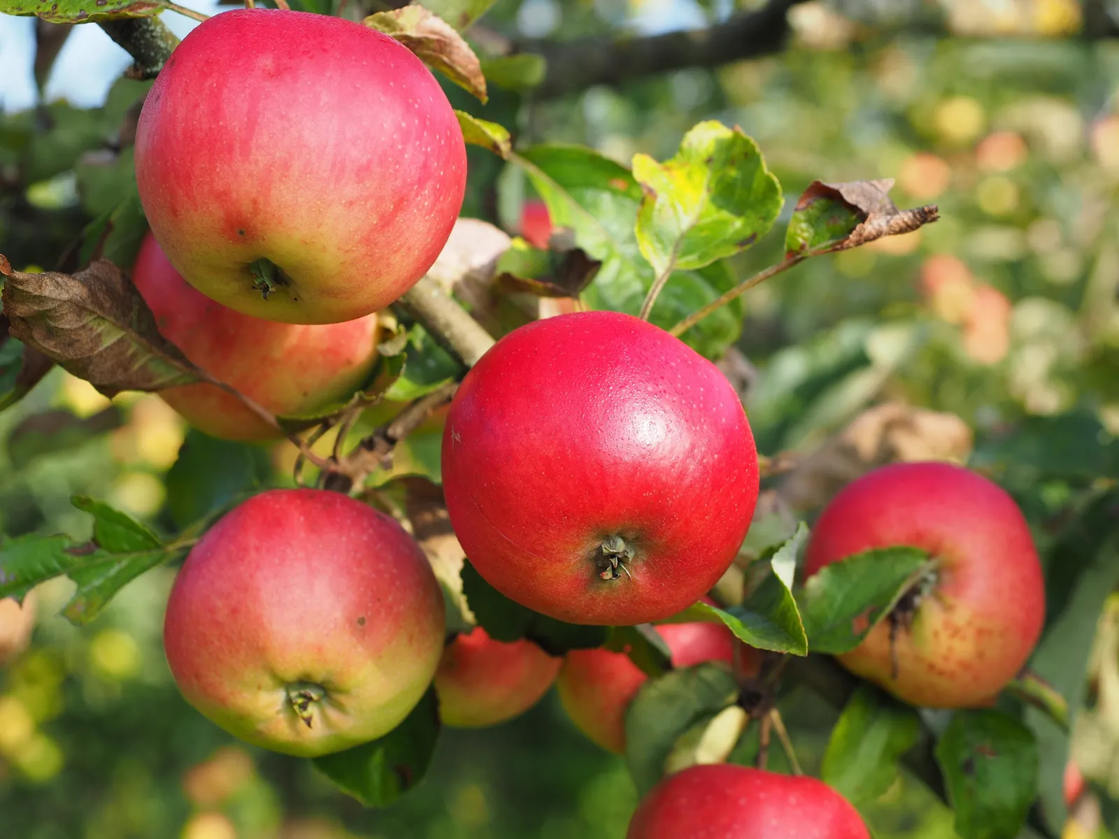 Äpple 'Discovery' E - bild 3